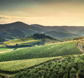 Hügelige Weinberge in sanftem Sonnenlicht mit Bäumen und Fernsicht auf bewaldete Berge.