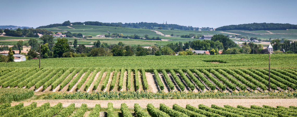 Weinberge mit grünen Rebenreihen unter klarem blauem Himmel in hügeliger Landschaft.