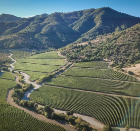 Weinberge in hügeliger Landschaft unter klarem blauem Himmel.