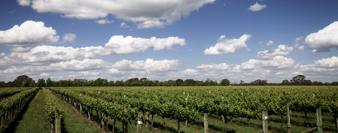 Grüne Weinberge unter blauem Himmel mit weißen Wolken.