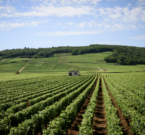 Weinberg mit grünen Rebenreihen und kleinem Gebäude unter blauem Himmel.