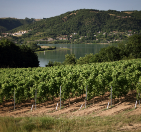 Weinberg vor einem See, umgeben von bewaldeten Hügeln unter klarem Himmel.