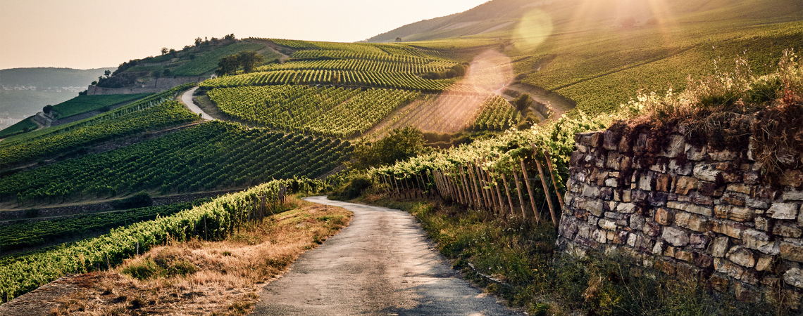 Sonnenuntergang über Weinbergen mit gewundener Straße und altem Steinzaun.