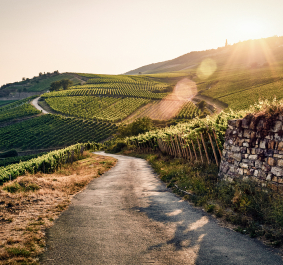 Sonnenuntergang über Weinbergen mit gewundener Straße und altem Steinzaun.