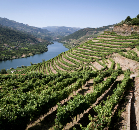 Terrassierte Weinberge an einem Flussufer mit Berglandschaft im Hintergrund.