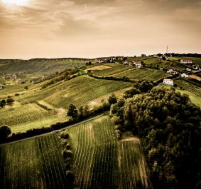 Hügelige Landschaft mit Weinbergen, vereinzelten Häusern und bewölktem Himmel bei Sonnenuntergang.