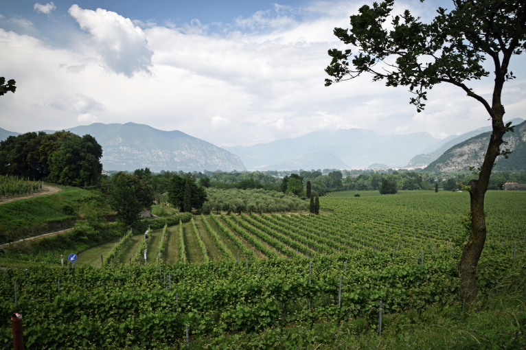 Grüne Weinberge vor einer Bergkulisse unter bewölktem Himmel.