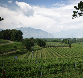 Grüne Weinberge vor einer Bergkulisse unter bewölktem Himmel.