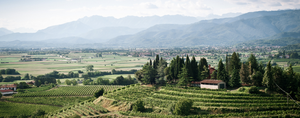 Grüne Weinberge mit Bäumen, umgeben von Bergen und einem klaren Himmel.