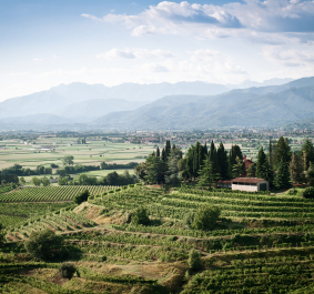 Grüne Weinberge mit Bäumen, umgeben von Bergen und einem klaren Himmel.