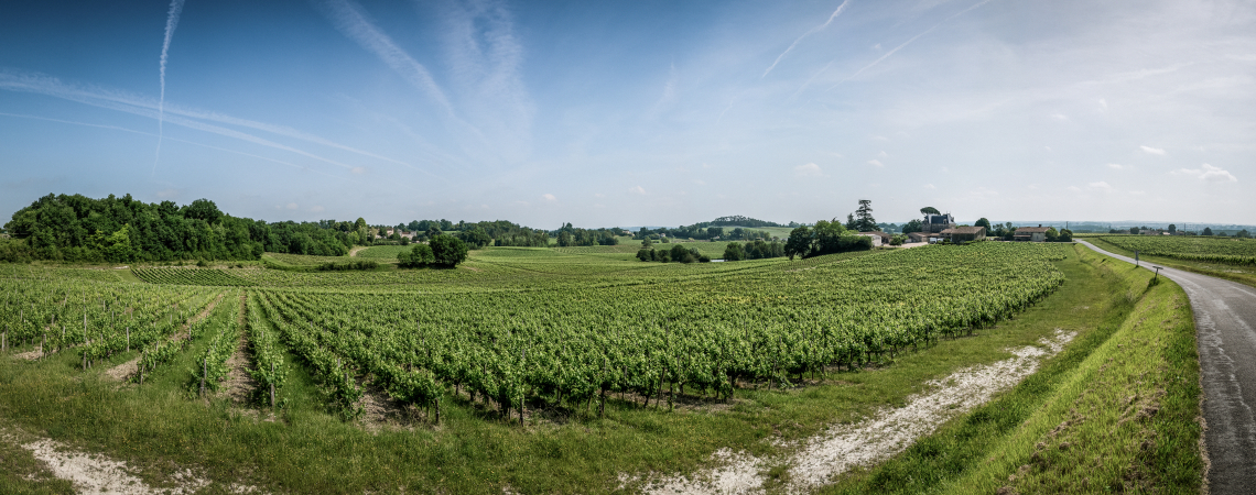 Weite, grüne Weinberge unter klarem, blauem Himmel mit vereinzelten Wolkenstreifen.
