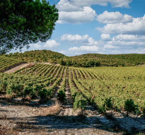 Grüne Weinberge unter blauem Himmel mit weißen Wolken, umgeben von Hügeln.