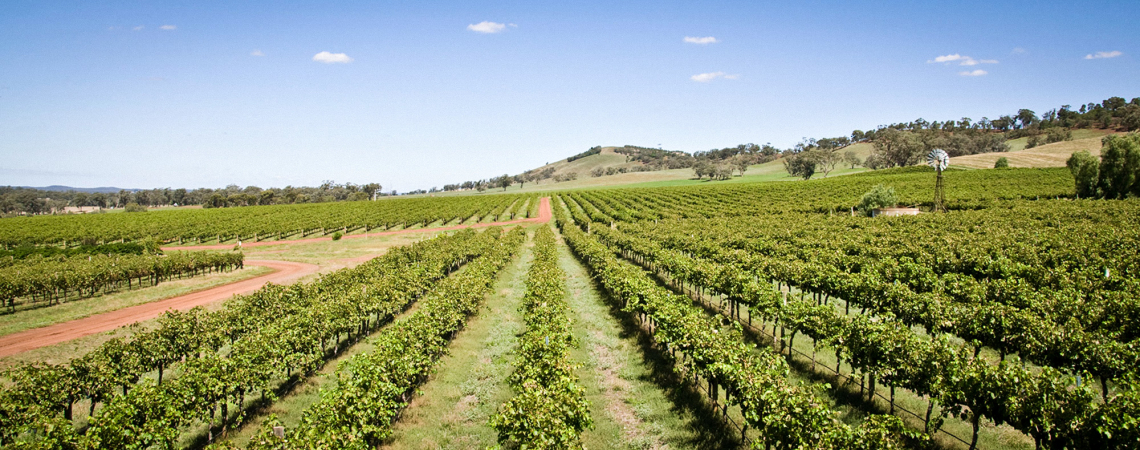 Weitläufige Weinberge unter klarem, blauem Himmel mit sanften Hügeln im Hintergrund.