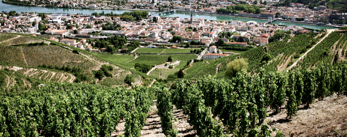 Blick auf Weinberge und Stadt am Fluss mit umliegenden Hügeln und blauer Himmel.