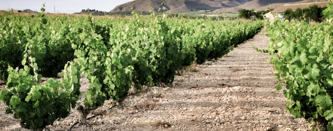 Weinreben auf einem Feld mit Hügeln im Hintergrund.