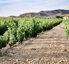 Weinreben auf einem Feld mit Hügeln im Hintergrund.