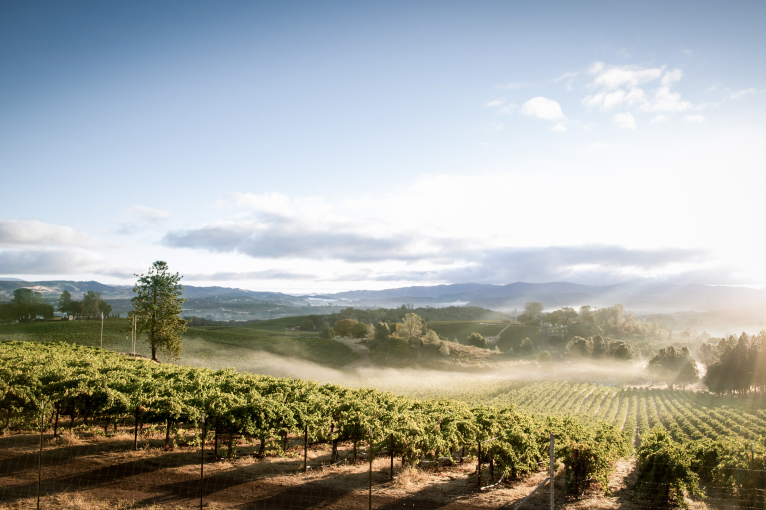 Weinberge bei Sonnenaufgang mit leichtem Nebel und sanften Hügeln im Hintergrund.
