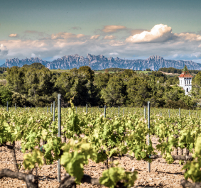 Weinberg mit grünem Laub, dahinter Berge und ein Turm im Sonnenschein.
