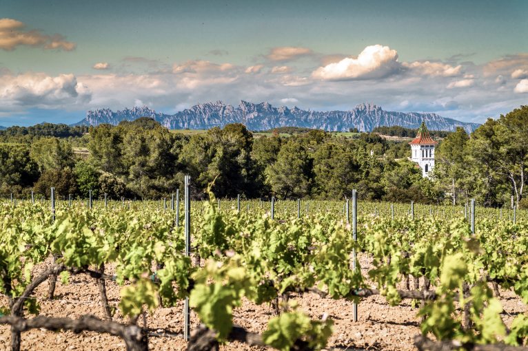Weinberg mit grünem Laub, dahinter Berge und ein Turm im Sonnenschein.