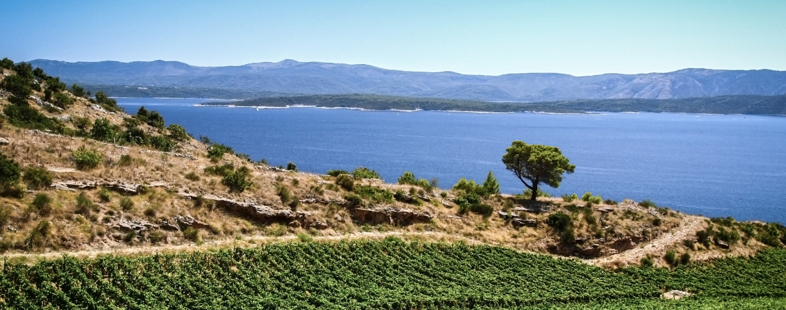 Weinberg mit grasbewachsenen Hügeln, Baum, blauem Meer und Bergen im Hintergrund.