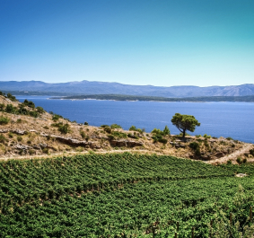 Weinberg mit grasbewachsenen Hügeln, Baum, blauem Meer und Bergen im Hintergrund.