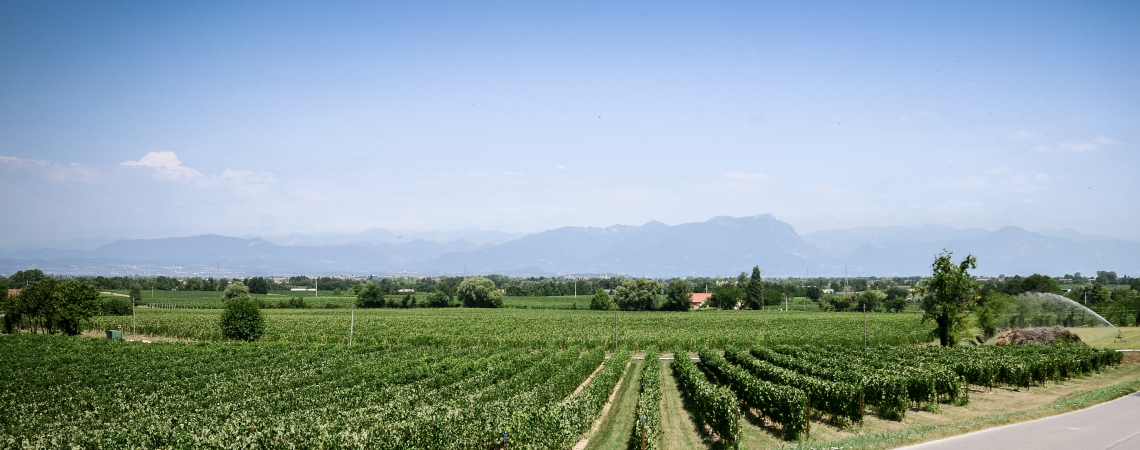 Grünes Weinfeld unter blauem Himmel mit Hügeln im Hintergrund.