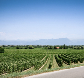 Grünes Weinfeld unter blauem Himmel mit Hügeln im Hintergrund.