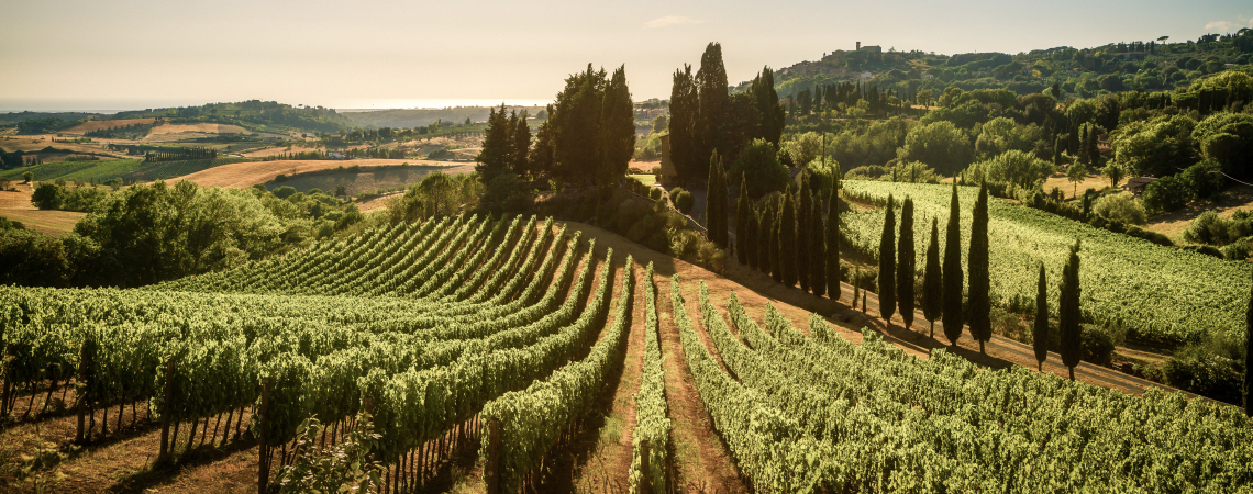 Weinberge in sanfter Hügellandschaft mit Zypressen und klarem Himmel.