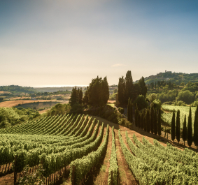 Weinberge in sanfter Hügellandschaft mit Zypressen und klarem Himmel.
