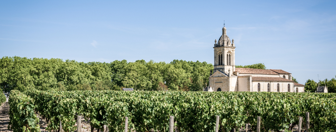 Weinberg mit mittelalterlicher Kirche im Hintergrund unter blauem Himmel.