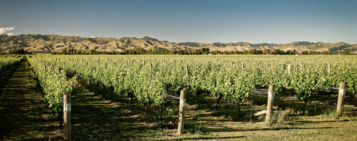 Weinberg mit blick auf grüne Reben und sonnige Hügel im Hintergrund.