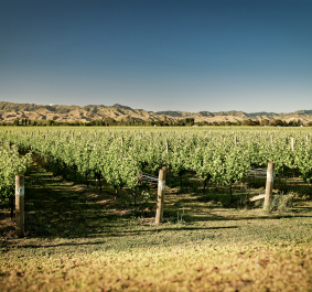 Weinberg mit blick auf grüne Reben und sonnige Hügel im Hintergrund.