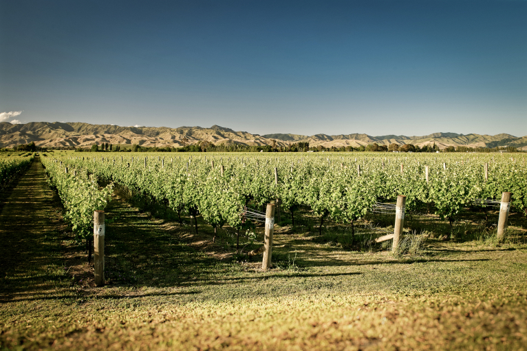 Weinberg mit blick auf grüne Reben und sonnige Hügel im Hintergrund.