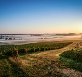 Sonnenaufgang über nebligem Weinberg mit klarer blauer Himmel.