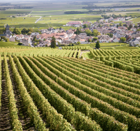 Grüne Weinberge vor einem malerischen Dorf bei klarem Himmel.