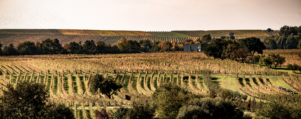Weinberg mit sauberen Reihen von Reben und malerischer herbstlicher Landschaft.
