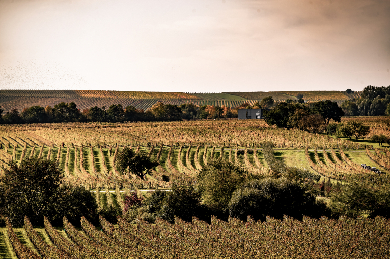 Weinberg mit sauberen Reihen von Reben und malerischer herbstlicher Landschaft.