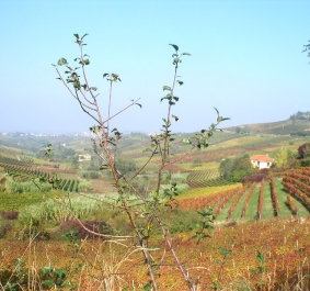 Hügelige Weinberge mit Herbstfarben, vereinzelt Bäume und ein kleines Haus.
