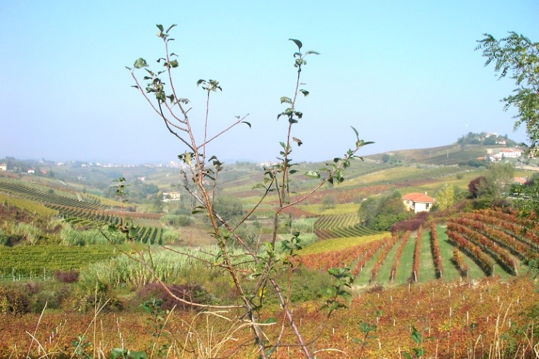 Hügelige Weinberge mit Herbstfarben, vereinzelt Bäume und ein kleines Haus.