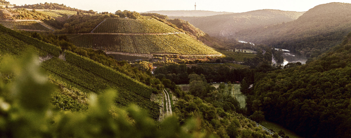 Sonnenbeschienene Weinberge in hügeliger, grüner Landschaft mit Fluss im Hintergrund.