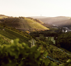 Sonnenbeschienene Weinberge in hügeliger, grüner Landschaft mit Fluss im Hintergrund.