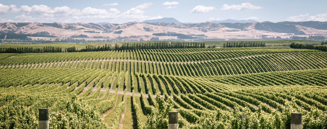 Weinberg mit langen, grünen Reihen vor einer hügeligen Landschaft unter klarem Himmel.
