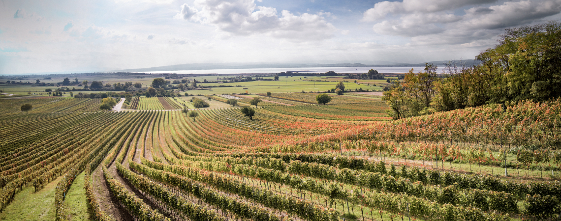 Weite, sonnenbeschienene Weinberge unter bewölktem Himmel.