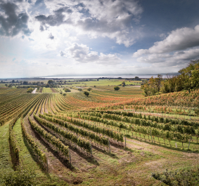 Weite, sonnenbeschienene Weinberge unter bewölktem Himmel.