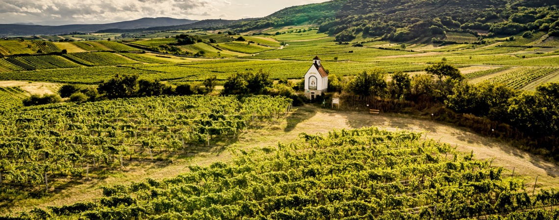 Weinberge mit kleiner Kirche in hügeliger Landschaft unter dramatischem Himmel.