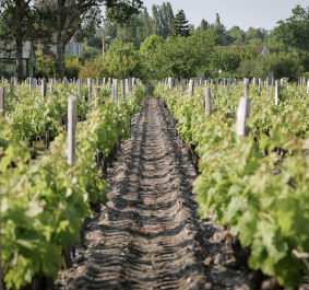 Grüner Weinberg mit Reihen von Weinstöcken und Baumreihe im Hintergrund.