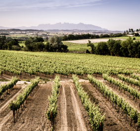 Weinberge mit üppigen Reben und Blick auf ein entferntes, hügeliges Panorama.