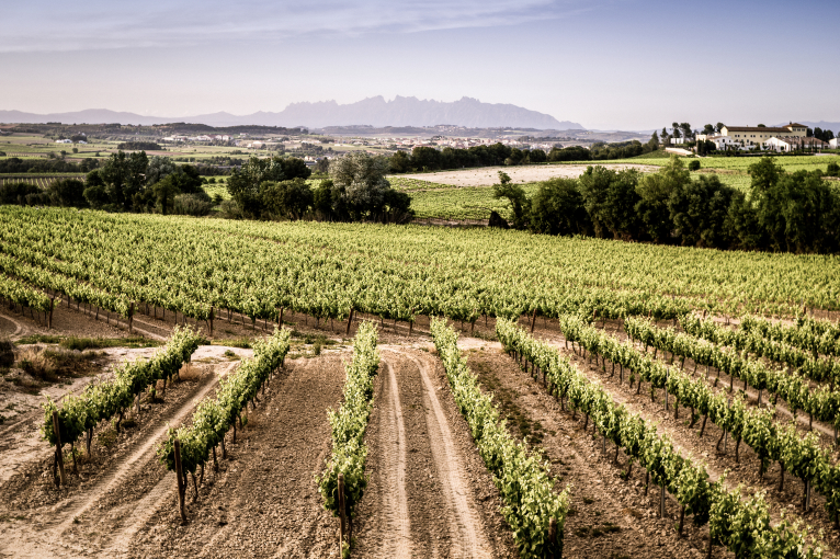 Weinberge mit üppigen Reben und Blick auf ein entferntes, hügeliges Panorama.
