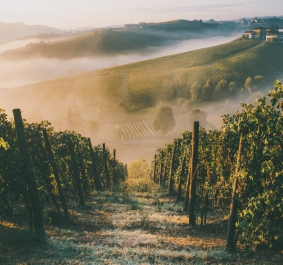 Malerische Weinberge im Nebel bei Sonnenaufgang, mit sanften Hügeln im Hintergrund.