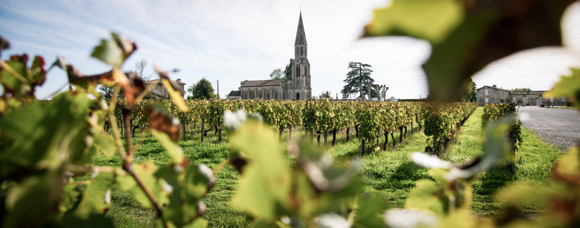 Weinberg mit Kirche im Hintergrund, umgeben von grünen Blättern und blauem Himmel.